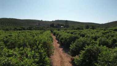 Bir tarımsal şarap tarlasında uçarken