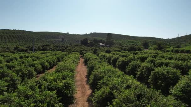 Sobrevolando Campo Vino Agrícola — Vídeo de stock