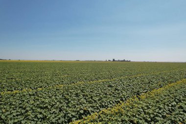 Yazın Kaliforniya 'daki güneş çiçek tarlalarının fotoğrafı