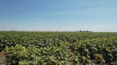 Güneş çiçek tarlaları ve samanların üzerinde uçuyor
