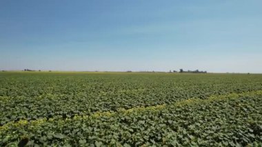 Güneş çiçek tarlaları ve samanların üzerinde uçuyor