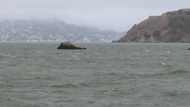 2021 Sausalito Kalifornia Vitorlázz Sausalitóból Tiburonba Angyal Szigetre Alcatraz Szigetre — Stock videók