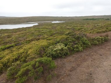 Point Reyes Ulusal Sahili Fotoğraf: Kaliforniya