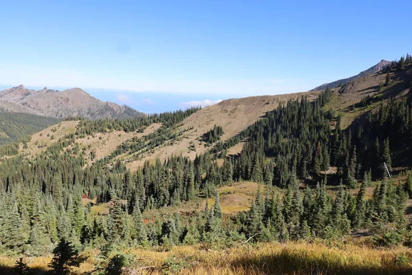 Foto Von Hurricane Ridge Olympic National Park Washington — Stockfoto