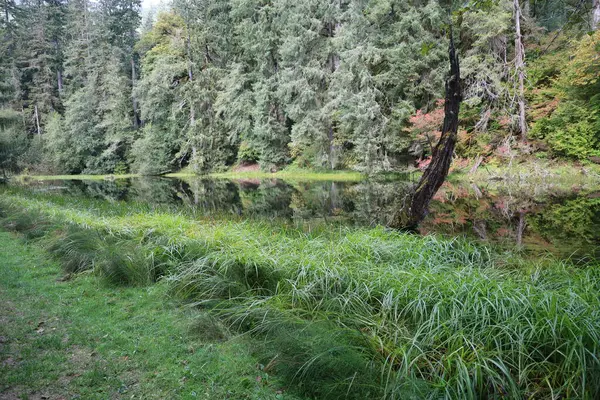 Foto Hoh Rain Forest Parque Nacional Olímpico Washington —  Fotos de Stock