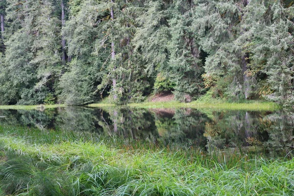 Fotografie Hoh Rain Forest Olympijském Národním Parku Washington — Stock fotografie