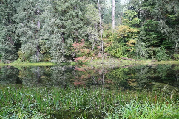 Foto Hoh Rain Forest Parque Nacional Olímpico Washington — Foto de Stock