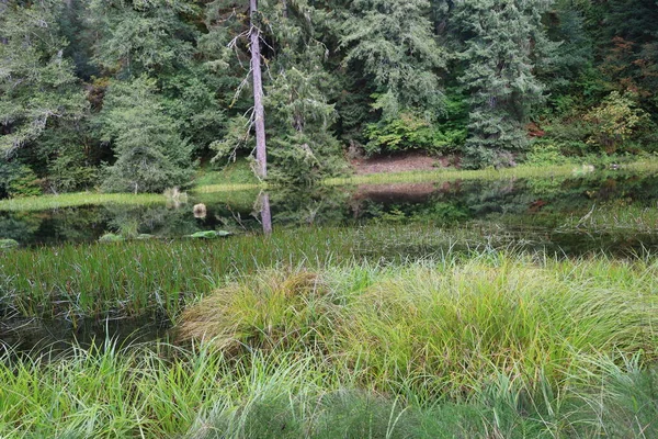 Foto Hoh Rain Forest Parque Nacional Olímpico Washington —  Fotos de Stock