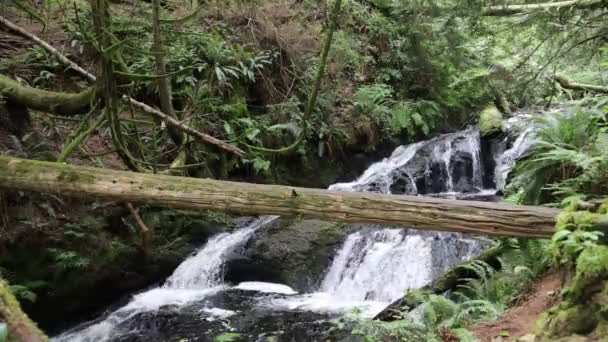 Ludlow Water Falls Washington — Vídeos de Stock