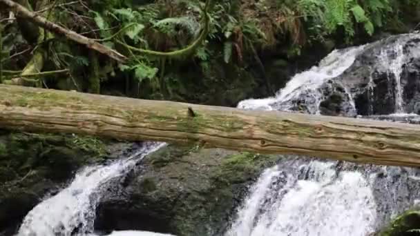 Ludlow Water Falls Washington — Stock Video