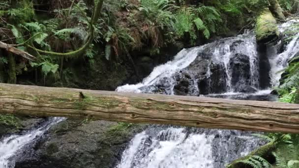 Ludlow Water Falls Washington — Stock Video