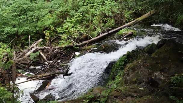 Ludlow Water Falls Washington — Stock video
