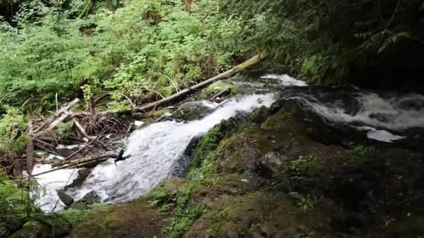 Vodopády Olympijském Národním Parku Washington — Stock video