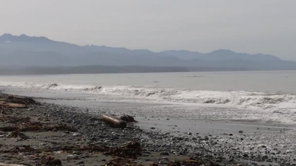 Dungeness Escupir Preservar Washington — Vídeo de stock