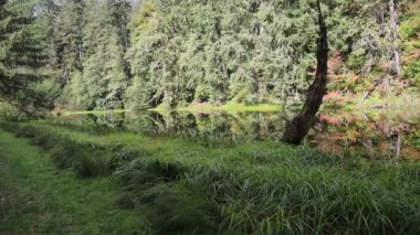 Hoh Nehri ve Ormanı, Olimpiyat Ulusal Parkı, Washington