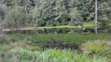 Hoh Nehri ve Ormanı, Olimpiyat Ulusal Parkı, Washington