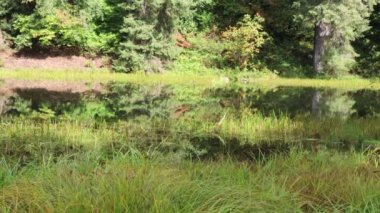 Hoh Nehri ve Ormanı, Olimpiyat Ulusal Parkı, Washington