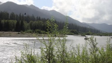 Hoh Nehri ve Ormanı, Olimpiyat Ulusal Parkı, Washington