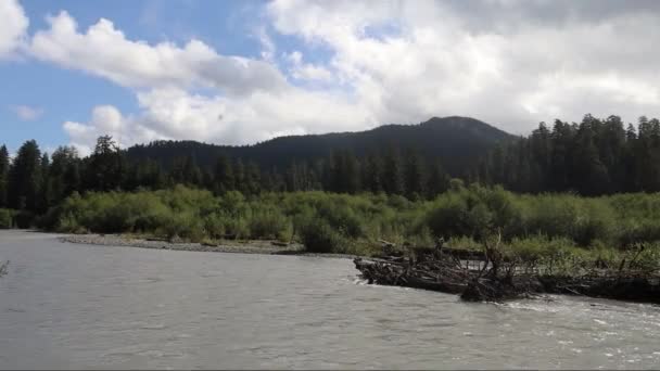 Река Лес Олимпийский Национальный Парк Вашингтон — стоковое видео