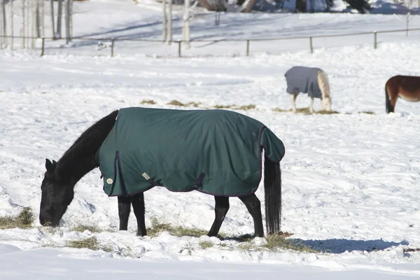 フィールド内の馬 — ストック写真