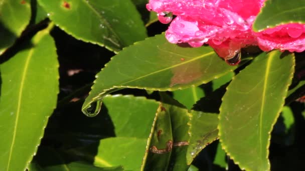 Leaes ve dalları damlayan su — Stok video