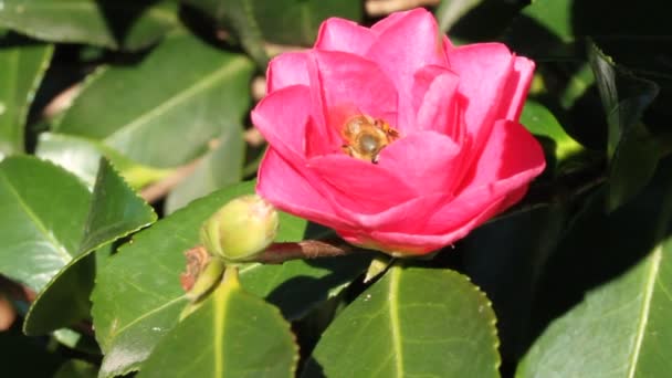 Abejas en flor — Vídeos de Stock