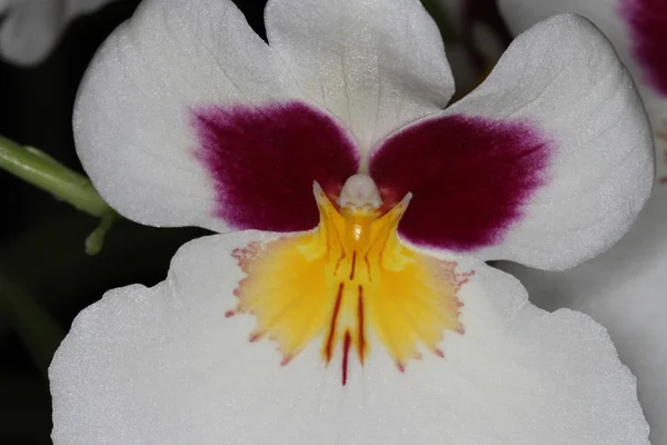 Orquídea — Fotografia de Stock