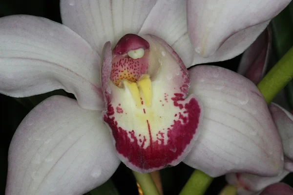 Orchidee — Stockfoto