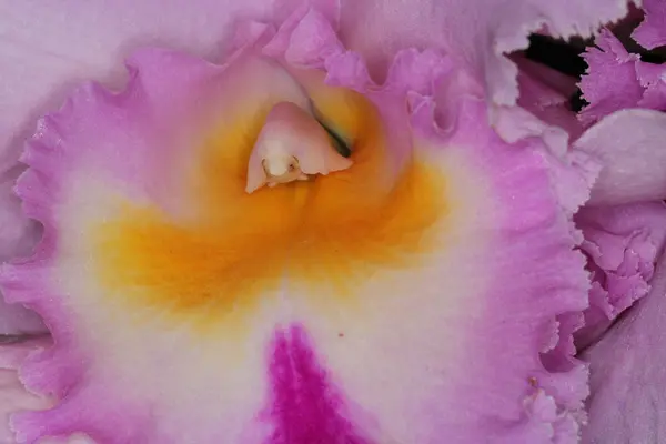 Orquídea — Fotografia de Stock