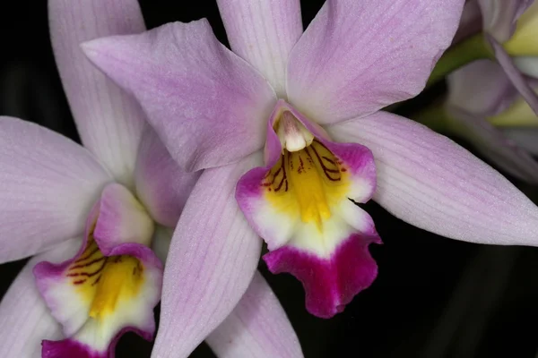 Orquídea — Foto de Stock