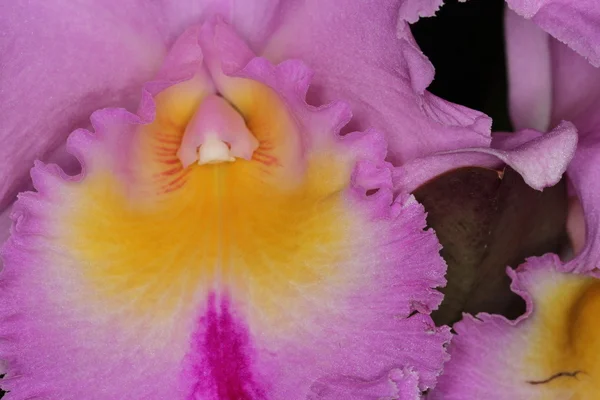 Orquídea — Fotografia de Stock