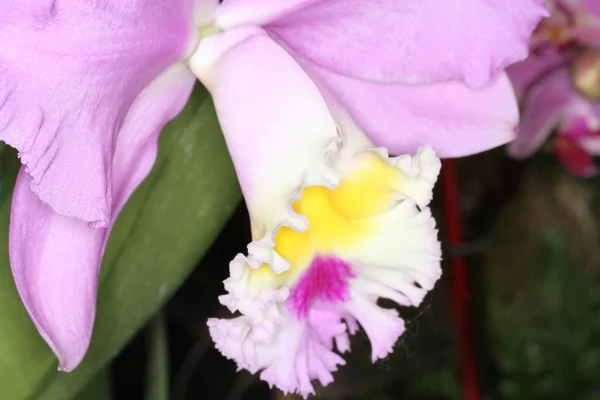 Orquídea — Fotografia de Stock