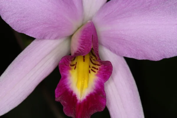 Orchidée — Photo