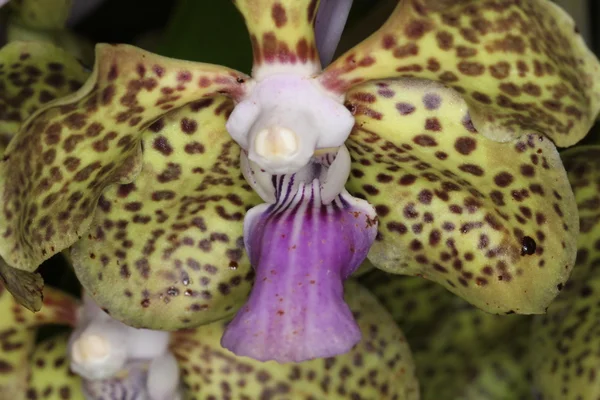 Orchidee — Stockfoto