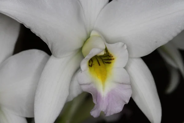 Orquídea — Foto de Stock