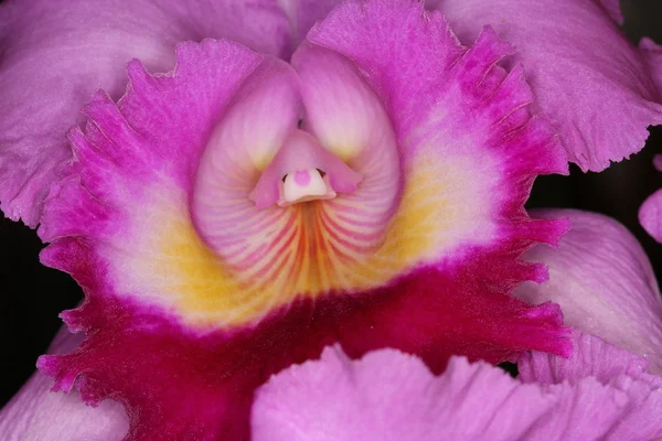 Orquídea — Foto de Stock