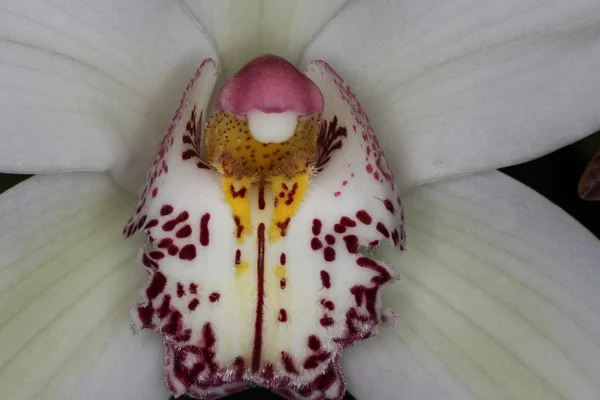 Orchidee — Stockfoto