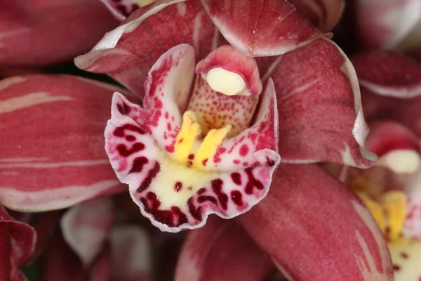 Orquídea — Foto de Stock