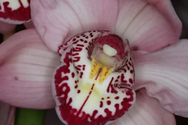 Orquídea — Foto de Stock