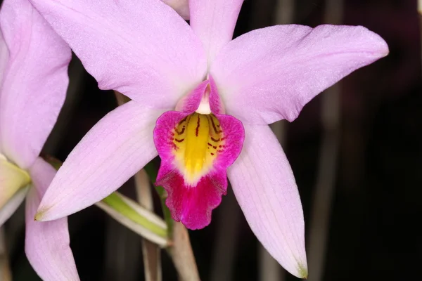 Orchidej — Stock fotografie