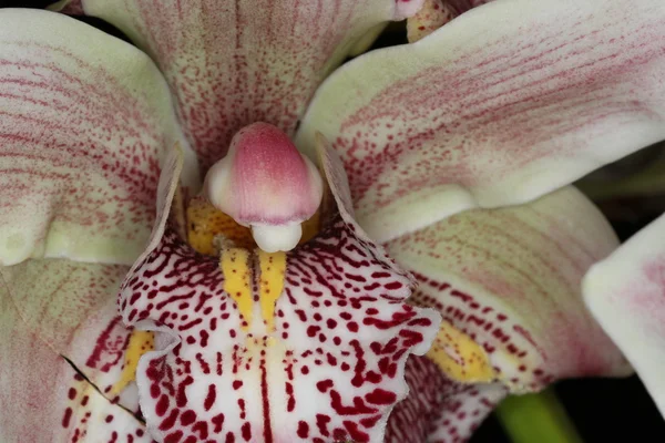 Orchidee — Stockfoto