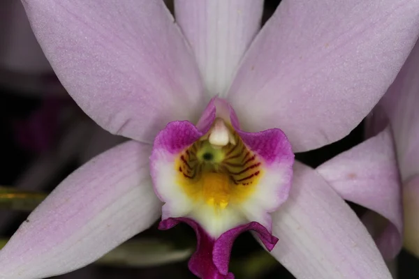 Orchidea — Foto Stock