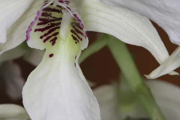 Orchidee — Stockfoto