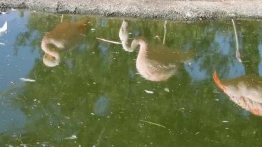 Flamingolar yürüyen