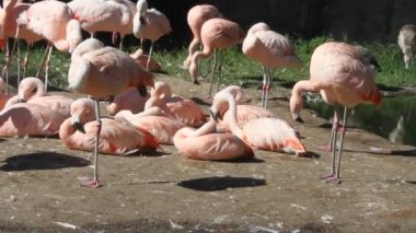 Yürüyüş ve yeme flamingolar