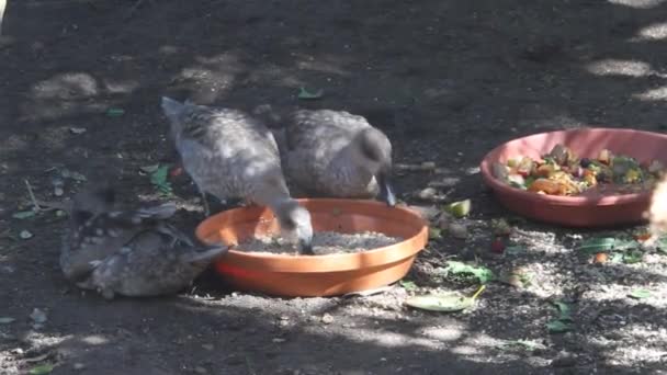Птицы едят и пьют из тарелки — стоковое видео