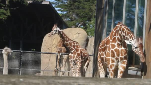 Giraffe in parco — Video Stock