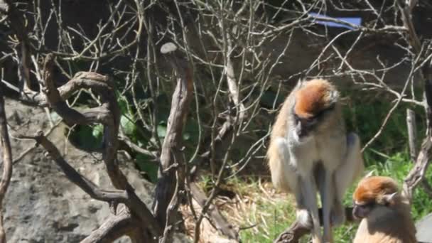 Macacos em ramos — Vídeo de Stock