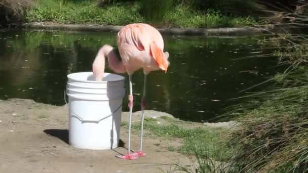 Flamingos promenader och äta — Stockvideo