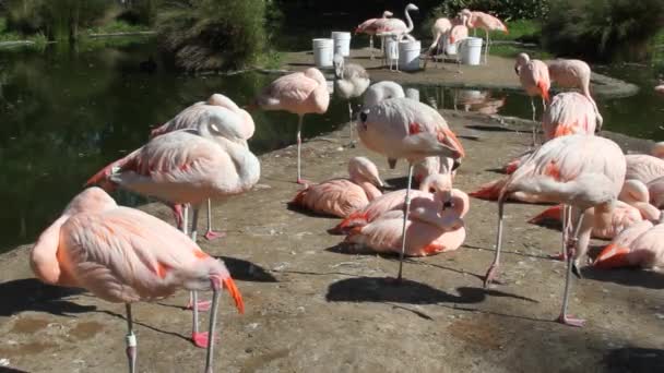 Flamingos andando e comendo — Vídeo de Stock